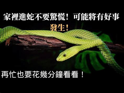 壁虎財運|四腳蛇風水改運指南